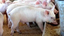 Strain baru flu babi bisa menular ke manusia