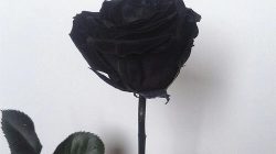 Mawar hitam (pinterest)