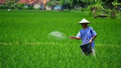 Pemberian pupuk pada tanaman padi