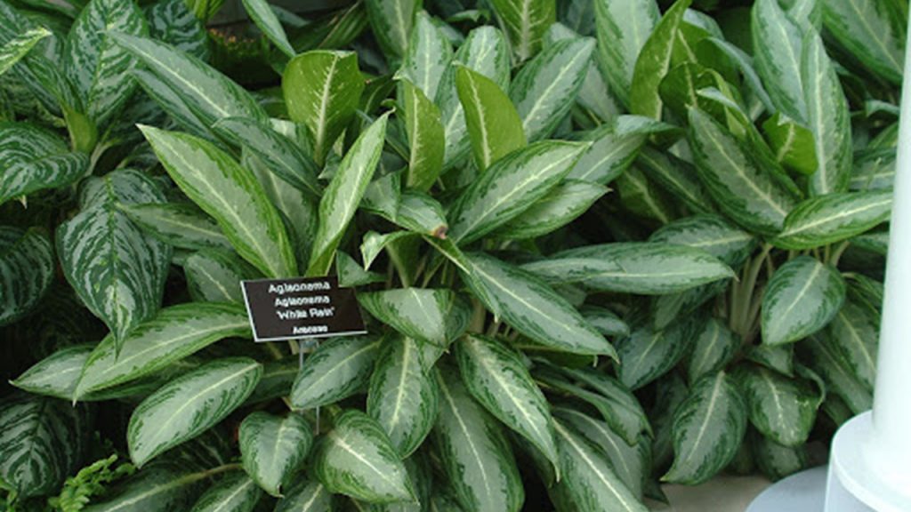 Evergreen China (Aglaonema crispum)