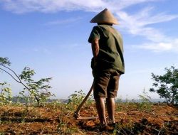 Potensi Melimpah, Mengapa Petani Indonesia Belum Sejahtera?
