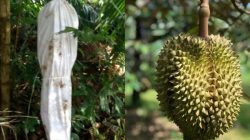 Ilustrasi Pocong di ebun durian
