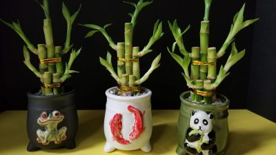 Tanaman Bambu Suji atau Lucky Bamboo
