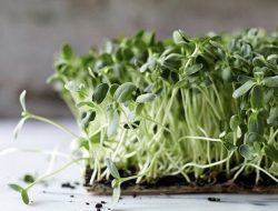 Microgreens, Sayuran Mini Bergizi Tinggi
