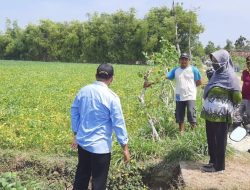 Kesejahteraan Petani Grobogan Meningkat Berkat Pengembangan Korporasi Kedelai