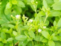 Mengenal Tanaman Stevia, Si Pemanis Alami Pengganti Gula