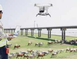 Peternak Australia Gembalakan Sapi dengan Drone