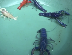 Menarik, Lobster Warna-warni Ini Ternyata Bisa Raup Cuan yang Banyak