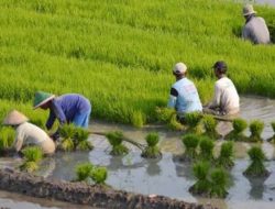 IPB Jalin Kerjasama dengan Kemnaker Untuk Tingkatkan Kualitas Petani