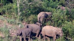 Kawanan Gajah liar masuk ke kebun sawit warga Aceh Barat