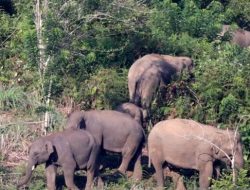 Gerombolan Gajah Masuk Perkebunan Sawit di Aceh Barat, Petani Kebingungan