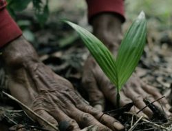 Jaga Produktivitas Perkebunan di Tengah Perubahan Iklim, Kementan Terapkan Sistem Pertanian Konservasi
