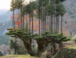Teknik Daisugi, Cara Menanam Pohon di Lahan Sempit dari Negeri Sakura