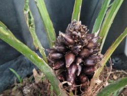 Ditemukan Bibit Kelapa Sawit yang Sudah Berbuah di Aceh Tamiang, Petani Sebut Itu Mustika Sawit