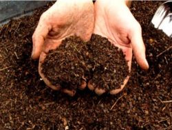 Ikuti Langkah Ini saat Menggunakan Kompos, Bagus untuk Kesuburan Tanaman