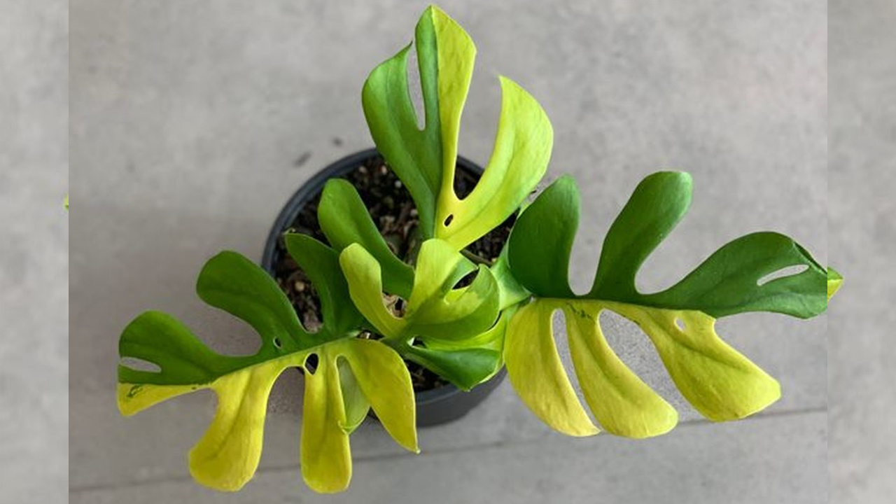 Philodendron Minima Variegata
