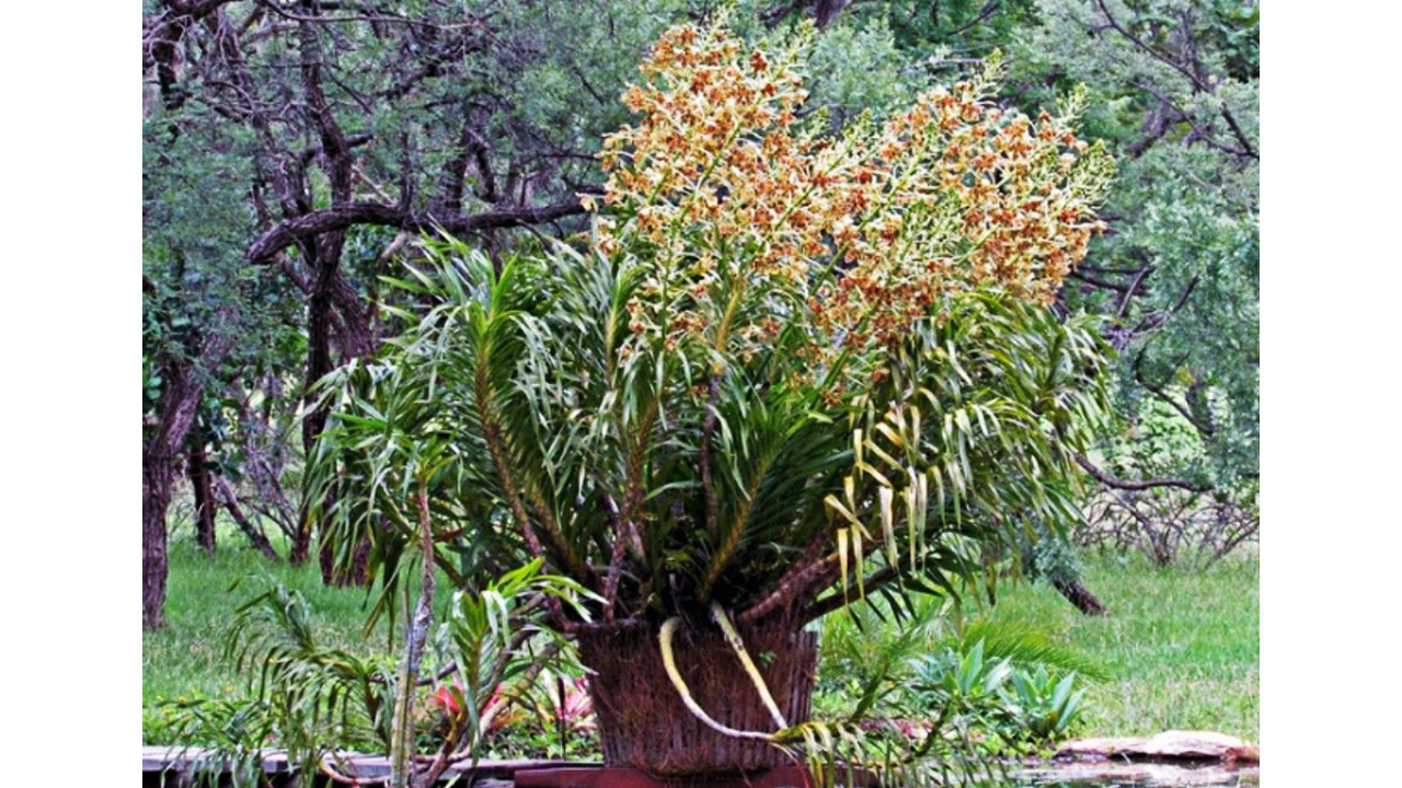 Tanaman Shenzhen Nongke Orchid