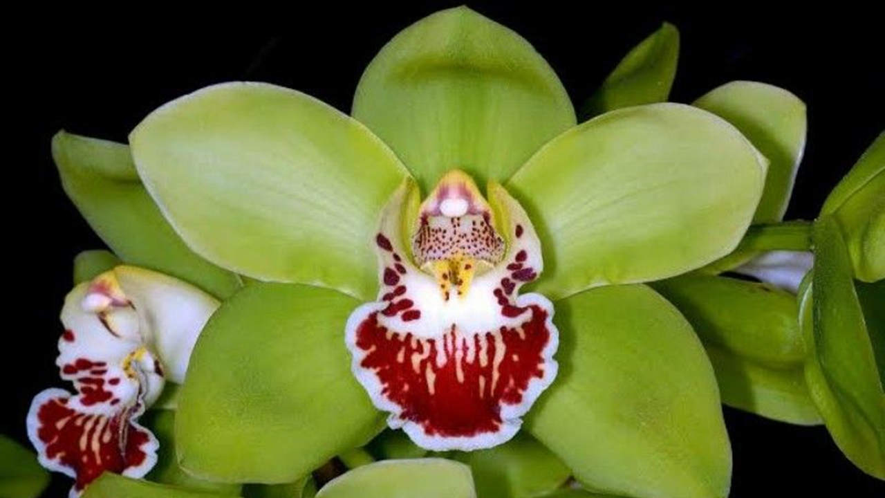 Tanaman Shenzhen Nongke Orchid
