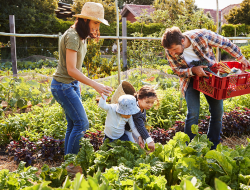 Berkebun Mudah dan Untung dengan Pertanian di Rumah