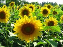 Manfaat Tanaman Bunga Matahari untuk Kesehatan