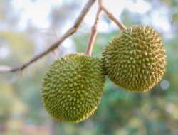 Durian Terbaik dari Negara-negara di Asia Tenggara