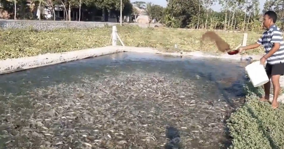Kolam pembesaran ikan lele