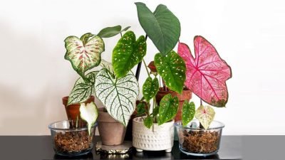 Tanaman hias dari keluarga Caladium