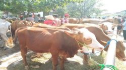 Harga sapi di Pasar Bekonang, Kecamatan Mojolaban, Kabupaten Sukoharjo anjlok, Minggu, (15/11). (MP/Ismail)