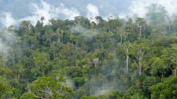 Kenapa Kelestarian Hutan Harus Dijaga? Ini 5 Fungsi Pentingnya Bagi Makhluk Hidup