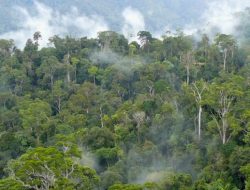 Kenapa Kelestarian Hutan Harus Dijaga? Ini 5 Fungsi Pentingnya Bagi Makhluk Hidup