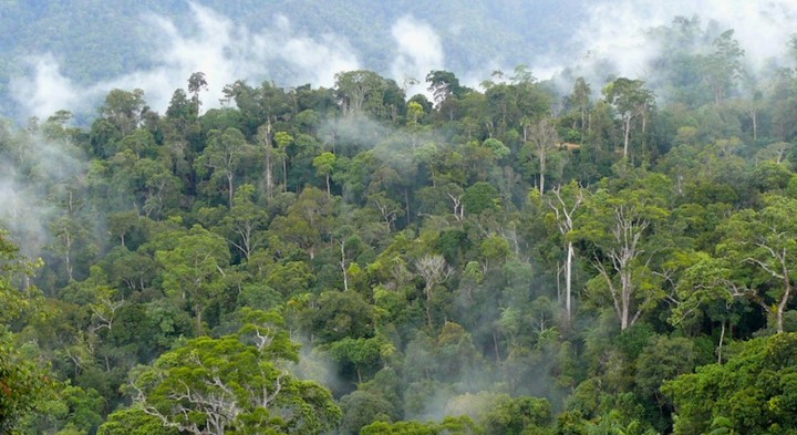 Hutan Lindung akan Menjadi Area Pembangunan Food Estate - Mediatani