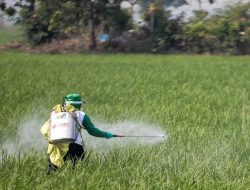 Pemberian Pestisida yang Efektif di Musim Hujan