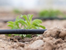 Mengatasi Tanaman Hortikultura yang Layu dengan Drip Irrigation