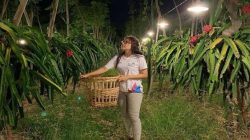 Kebun Buah Naga di Banyuwangi
