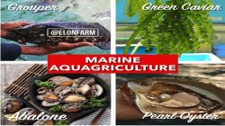 Marine Aquagriculture