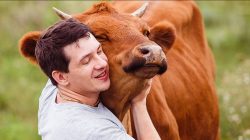 Memeluk sapi dipercaya dapat turunkan stres