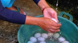 Mencuci telur yang akan dibuat menjadi telur asin.jpeg
