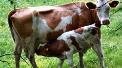Sapi Peranakan Friesian Holstein