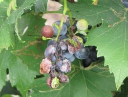 Mengenali Jenis Hama dan Penyakit Tanaman Anggur dan Cara Pengendaliannya