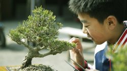 anak kecil merawat bonsai