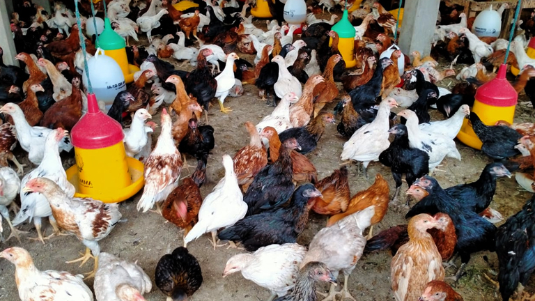 Beternak ayam kampung secara Intensif