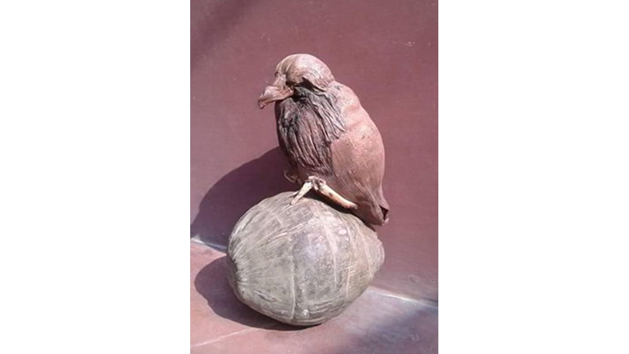 Buah kelapa berbentuk burung