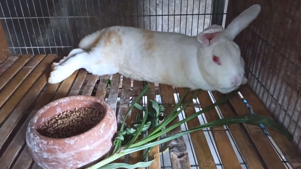 Tips Membeli Kelinci NZ dengan Harga Terbaik