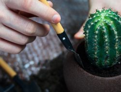 Panduan Cara Merawat Kaktus
