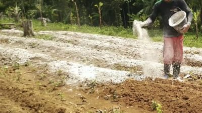 teknik pengapuran lahan