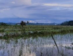 Petani Kukar Terus-terusan Merugi karena Sawah Terendam Banjir, diduga Akibat Aktivitas Industri