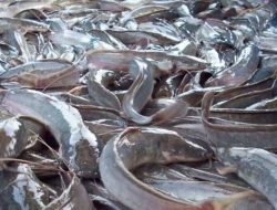 Hasil Studi Peneliti Rusia: Probiotik Membuat Ikan Lele Lebih Tahan Stres