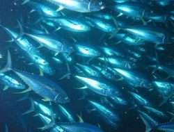 Sederet Jenis Ikan Laut yang Bernilai Ekonomis Penting di Indonesia