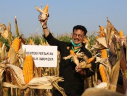 10 Provinsi Jadi Sentra Produksi Jagung Terbesar di Indonesia