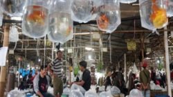 Pasar Ikan Hias Parung (sumber:detik).